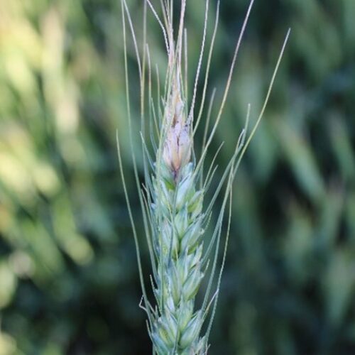 fusarium head blight in barley