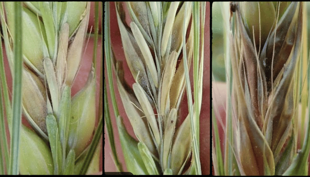 FHB in barley