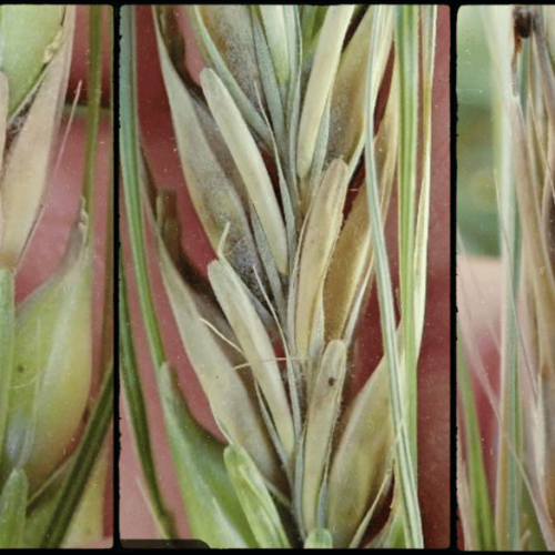 FHB in barley