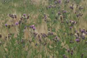 Canada-Thistle-in-barley-Breanne-Tidemann