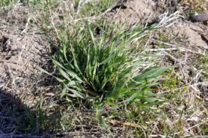 Glyphosate-resistant-downy-brome-Charles-Geddes