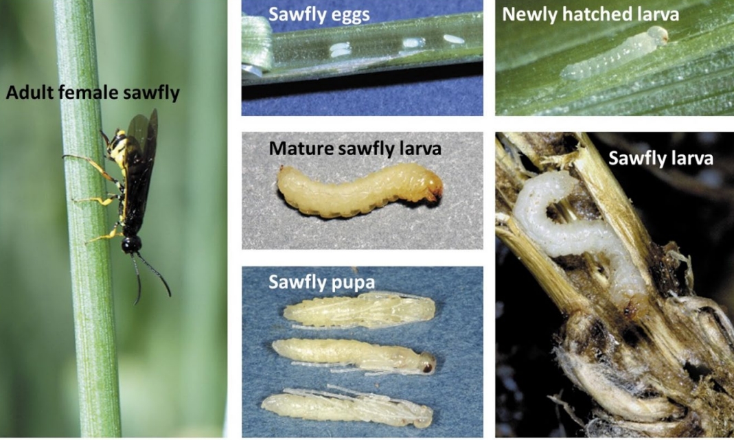 Identify wheat stem sawfly at different growth stages.