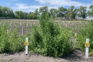 Overwintered-Cleavers-in-Research-Trials-Breanne-Tidemann