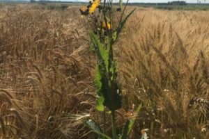 Perennial-Sow-Thistle-Breanne-Tidemann