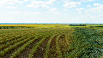 FarmPhotos.ca Photo Library - Swathed Barley