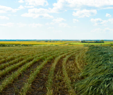 FarmPhotos.ca Photo Library - Swathed Barley