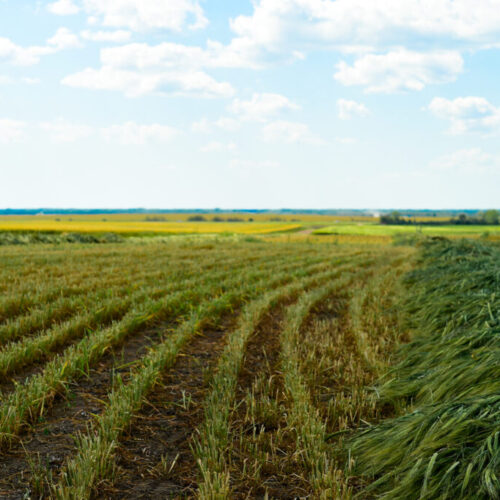 FarmPhotos.ca Photo Library - Swathed Barley