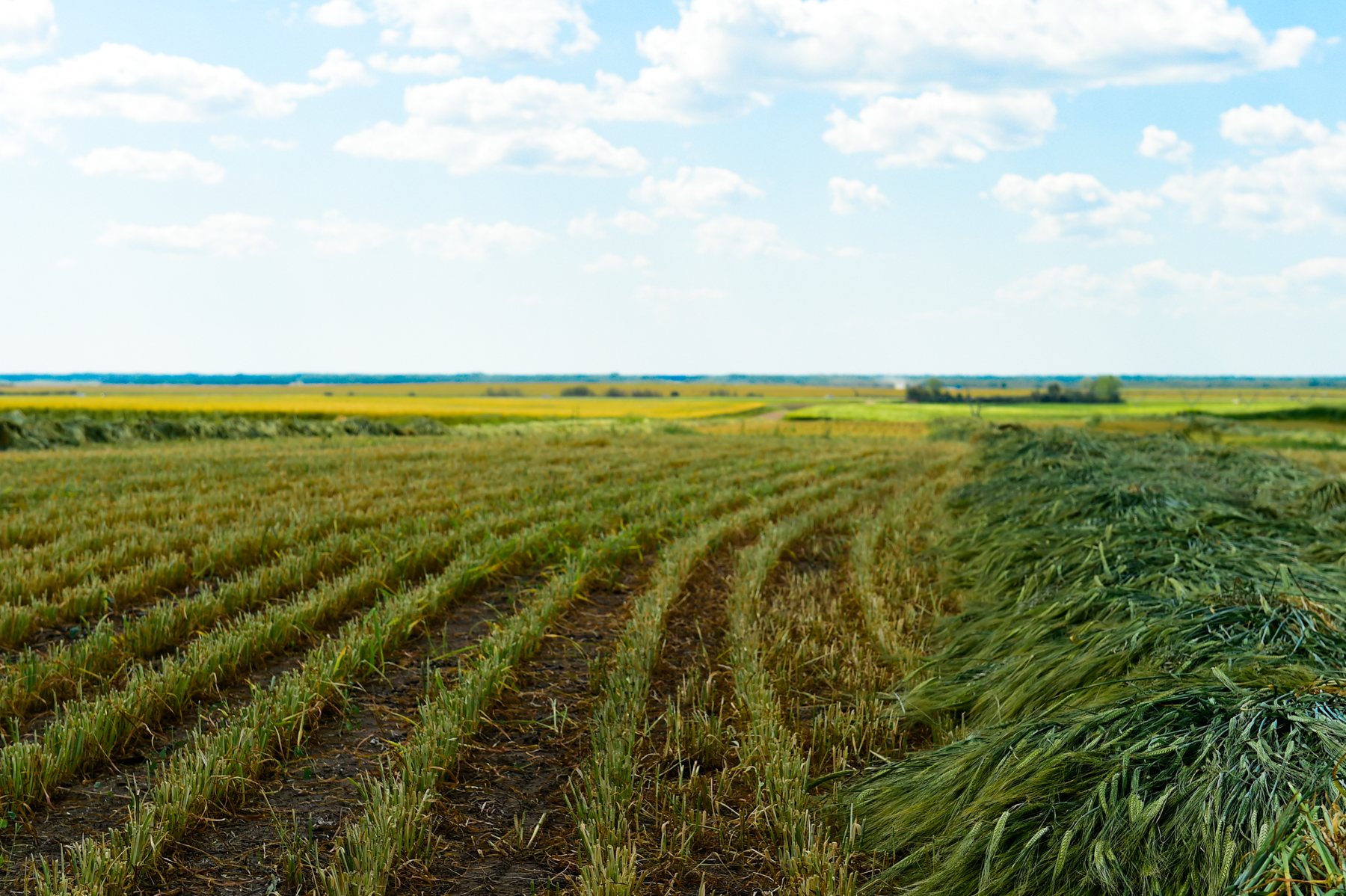 FarmPhotos.ca Photo Library - Swathed Barley