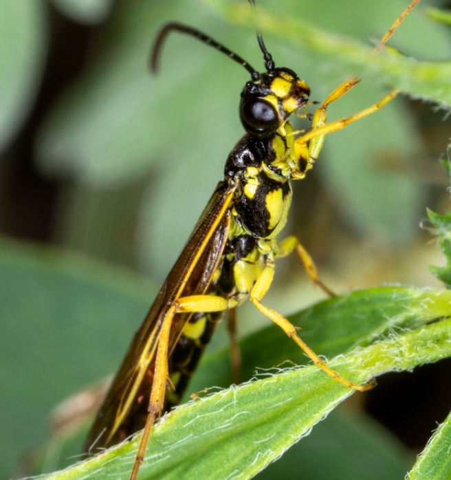 wheat-stem-sawfly