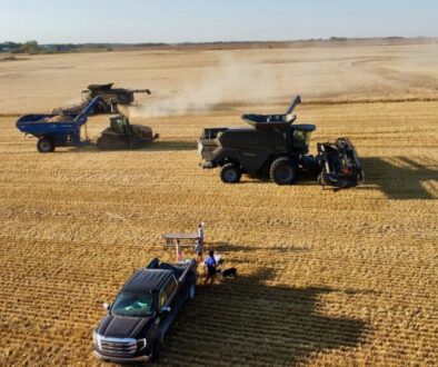combines in a field at harvest