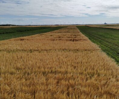 Barley plots lodging