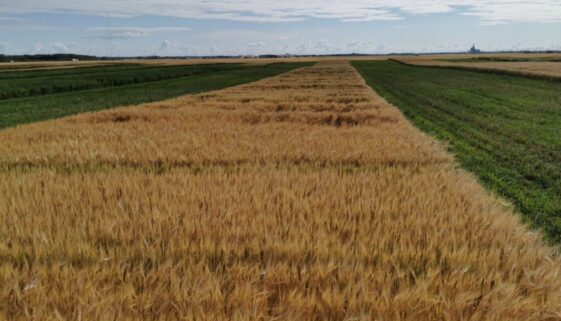 Barley plots lodging