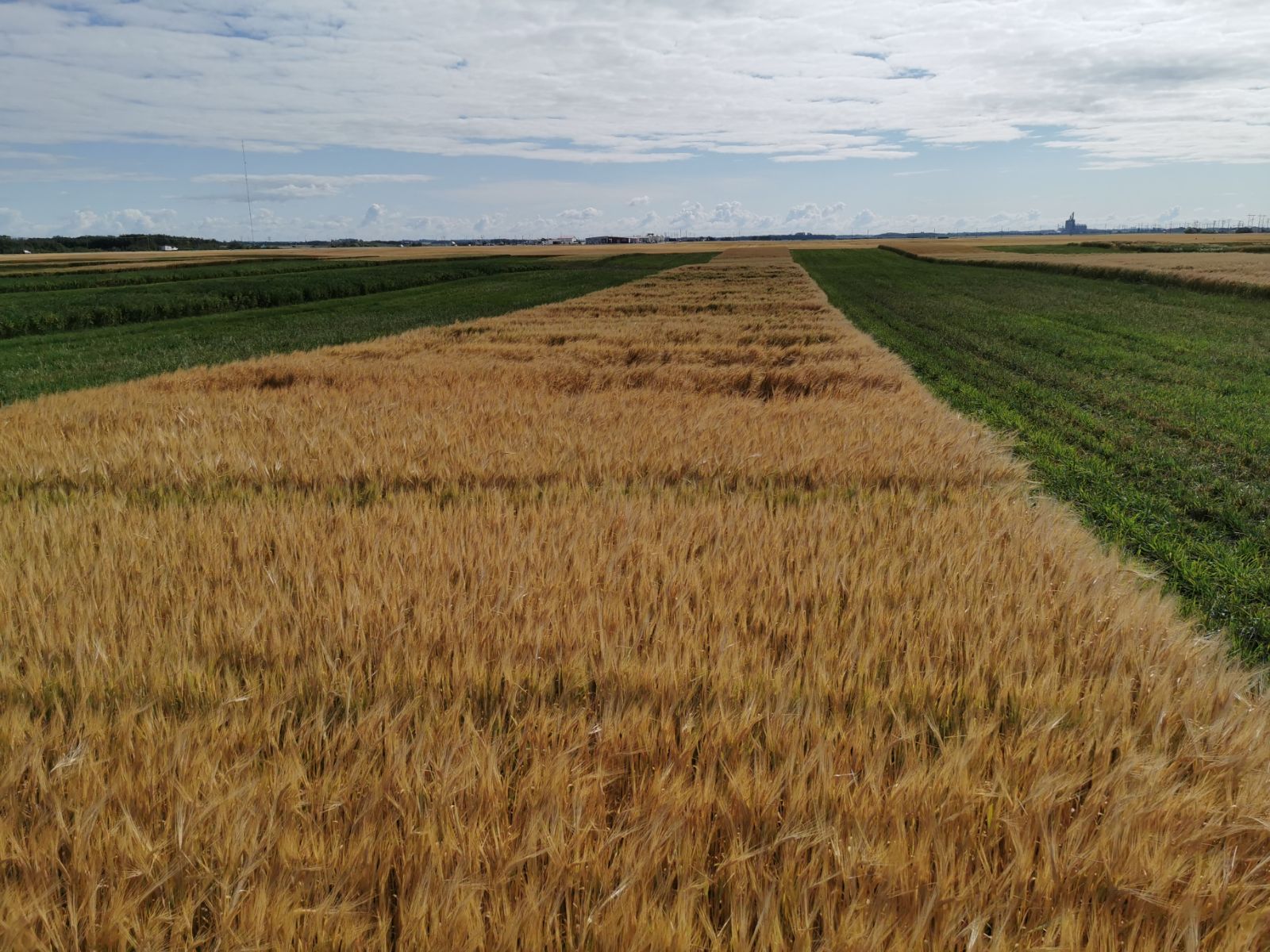 Barley plots lodging