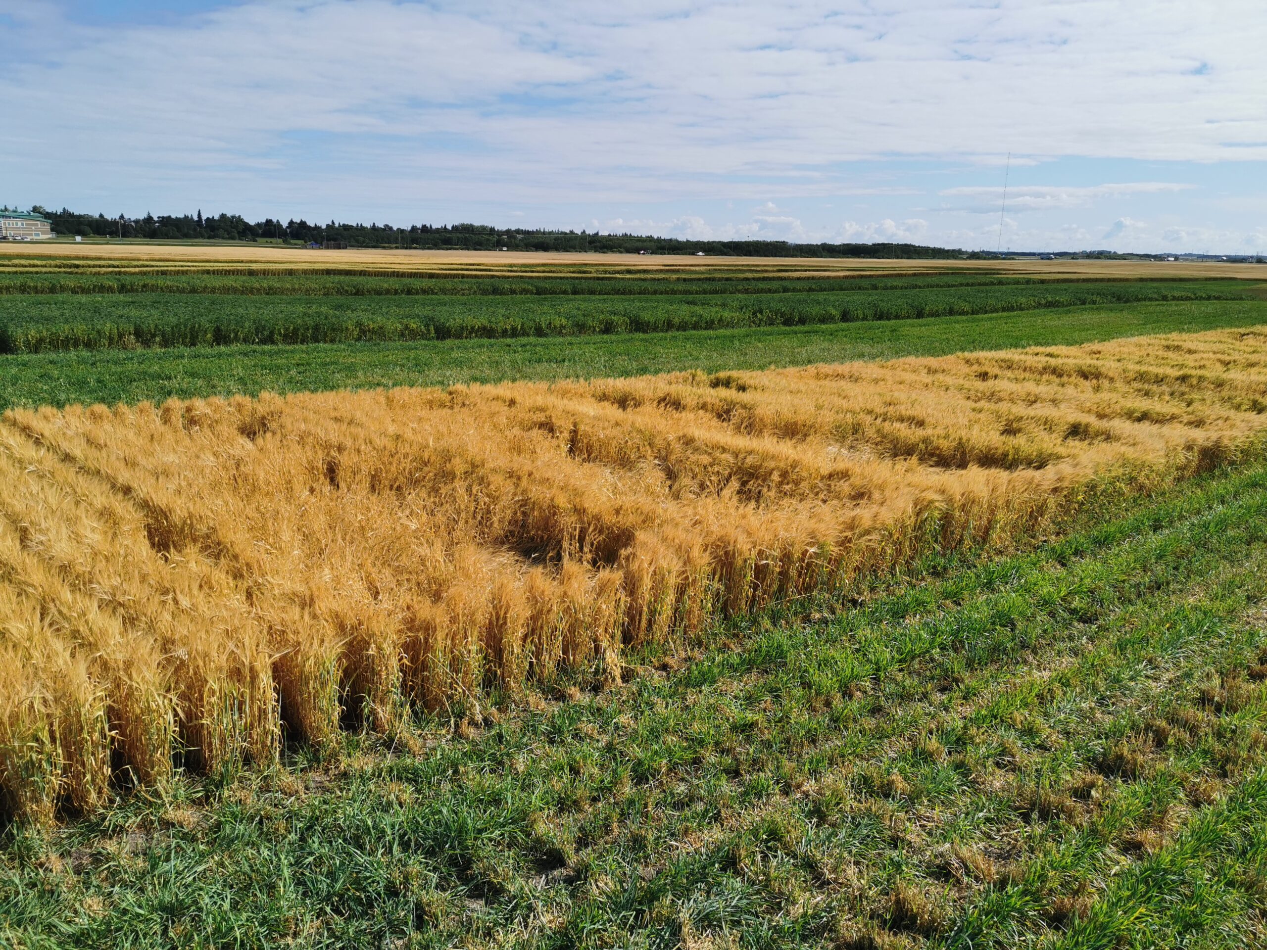 Research trials at the ECRF in Yorkton, SK show less lodging when plant growth regulators (PGRs) are applied to barley to reduce crop height. Photo courtesy Mike Hall, ECRF and Suncrest College.