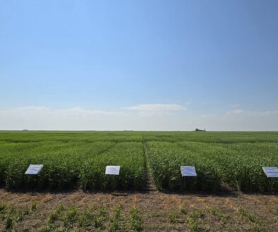 barley-variety-trials-scott-sk