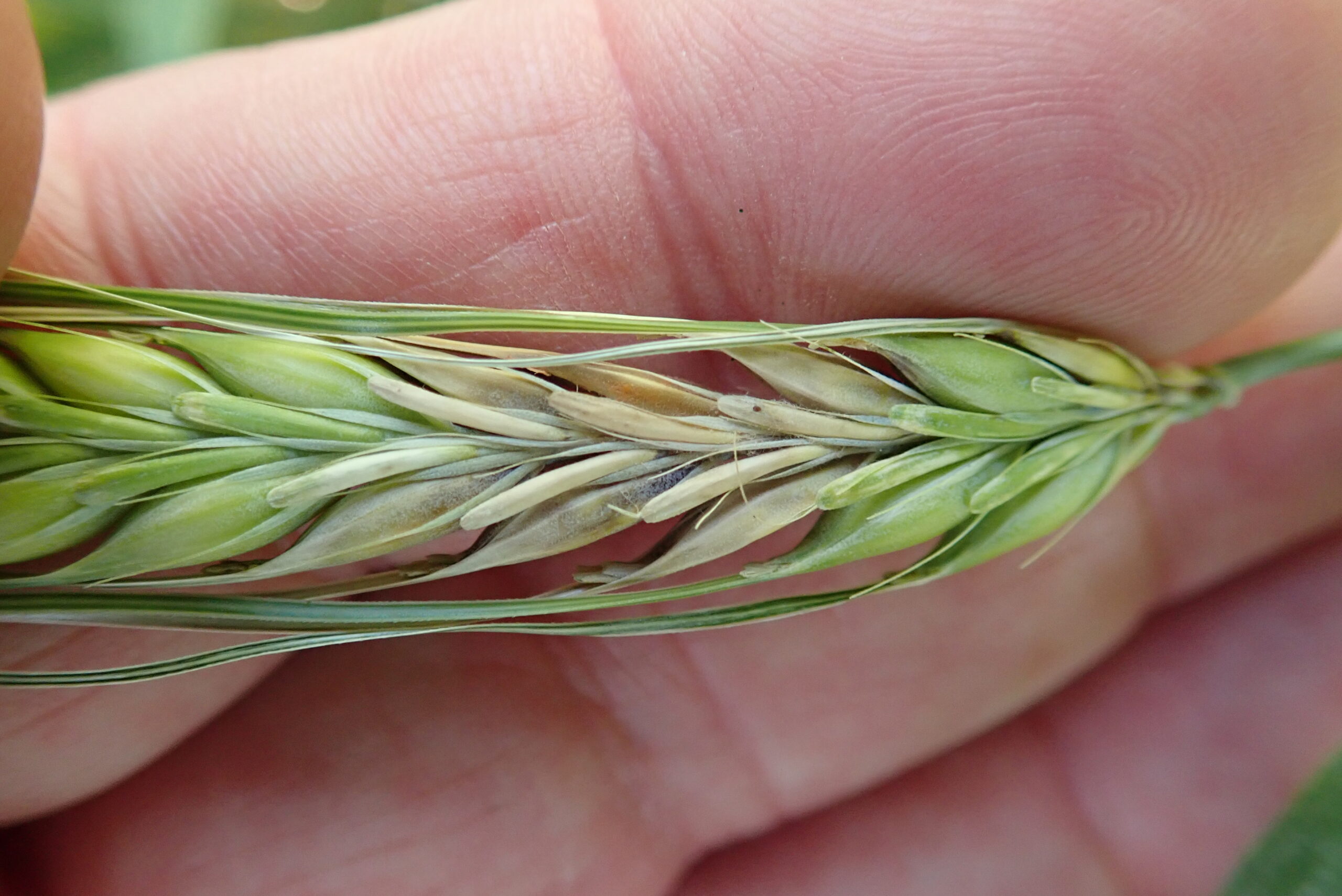 OLYMPUS DIGITAL CAMERA Figure 1: two-row barley head with fusarium infection. Photo credit Dr. Kelly Turkington, AAFC.