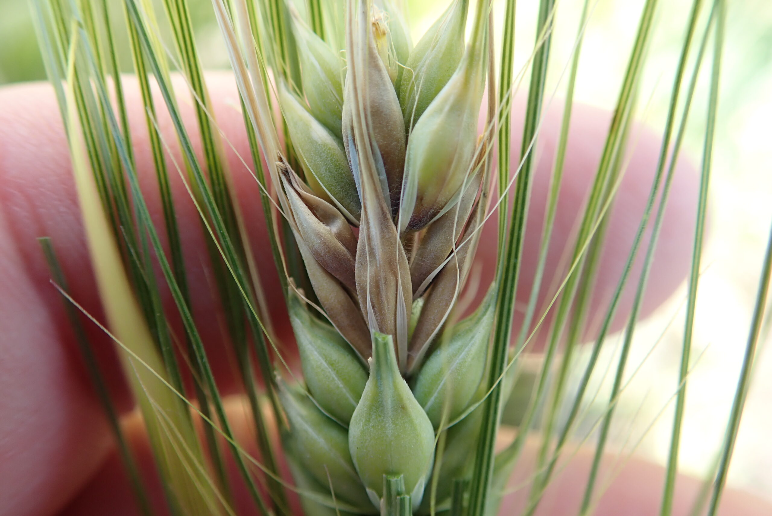 OLYMPUS DIGITAL CAMERA Figure 2: six-row barley head with fusarium infection. Photo credit Dr. Kelly Turkington, AAFC.