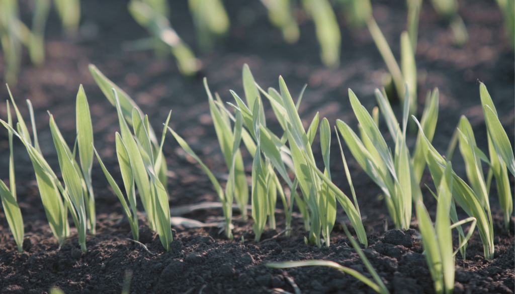 malt barley seeding rates seedlings in field