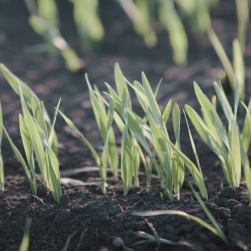 19 malt barley seeding rates seedlings in field