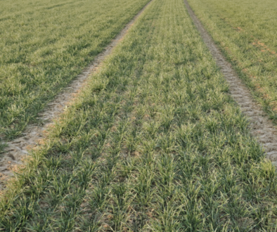 barley seedlings in field
