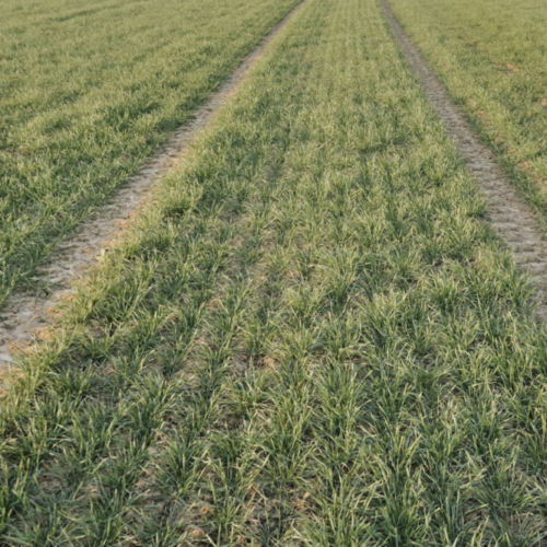 30 barley seedlings in field