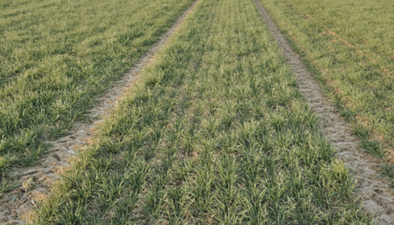 barley seedlings in field