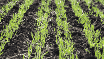 barley seedlings emerging in field