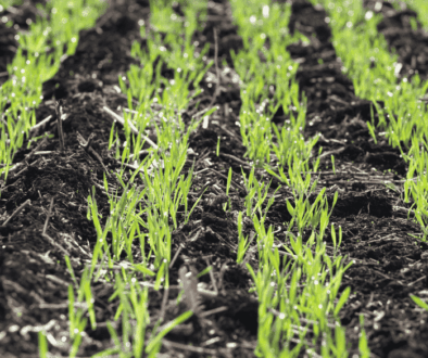 barley seedlings emerging in field
