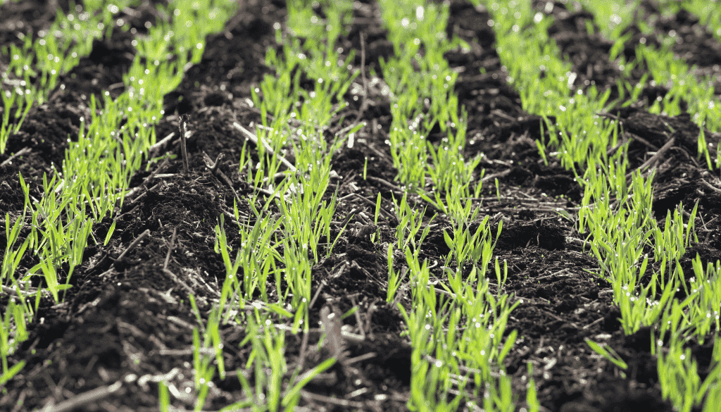 Delayed Seeding image 2 barley seedlings emerging in field