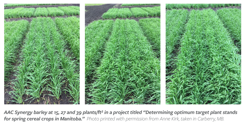 seedling mortality trial in AAC Synergy at Carberry MB