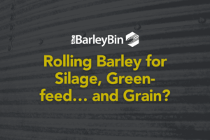 Rolling barley Rolling barley