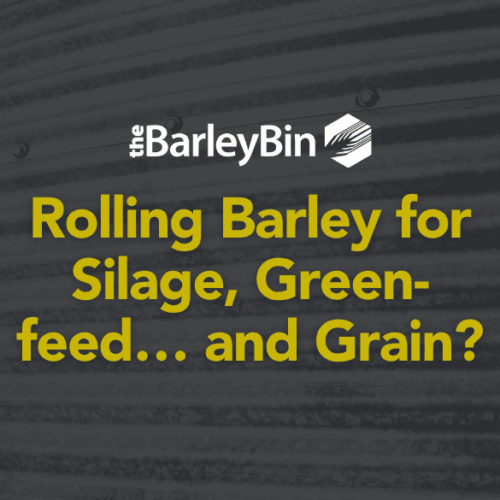 Rolling barley Rolling barley