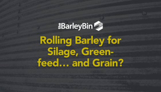 Rolling barley