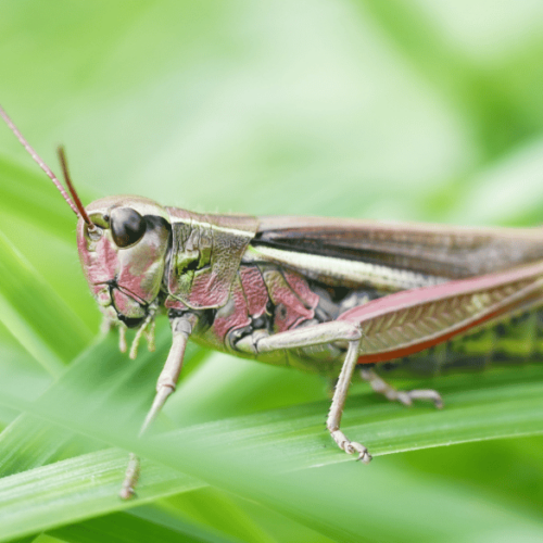 insecticides website grasshopper on a leaf