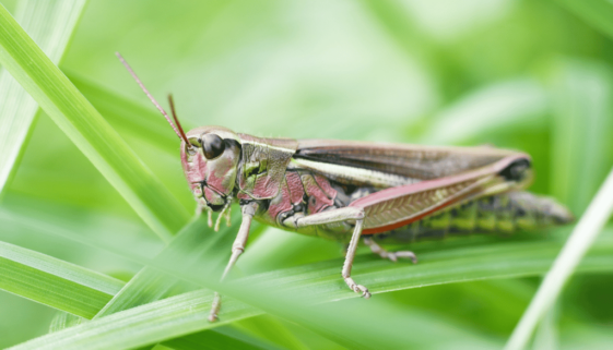 grasshopper on a leaf