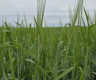 barley field in july