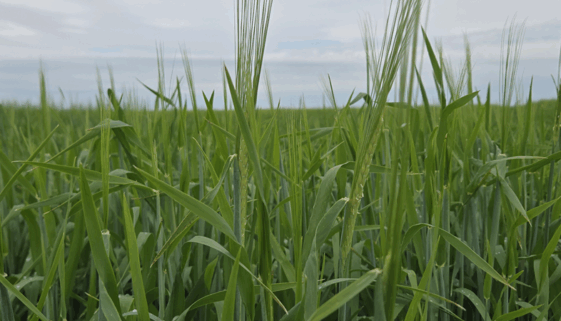 barley field in july