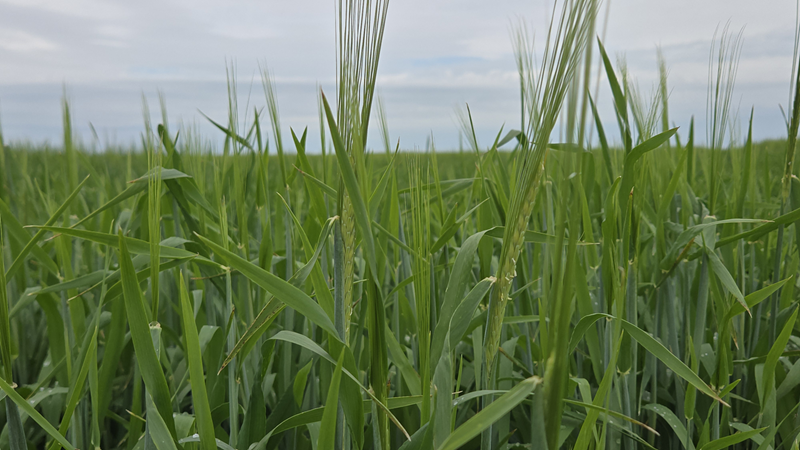 barley field in july
