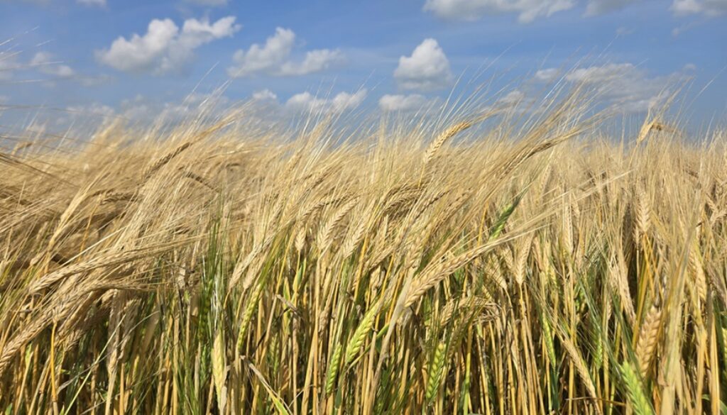 late tillers in ripe barley