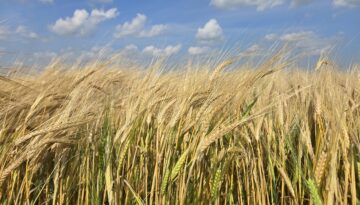 late tillers in ripe barley