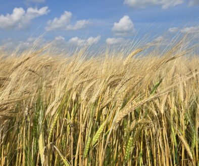 late tillers in ripe barley