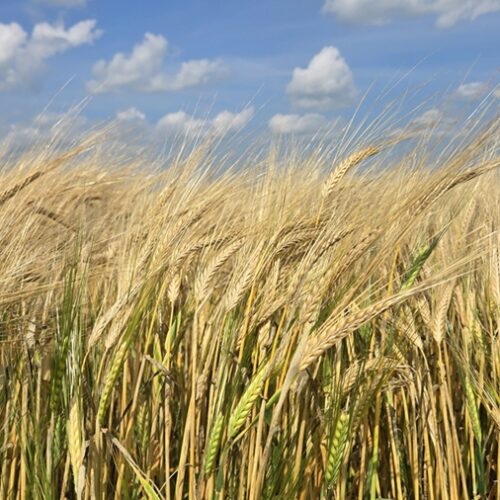 late tillers in ripe barley