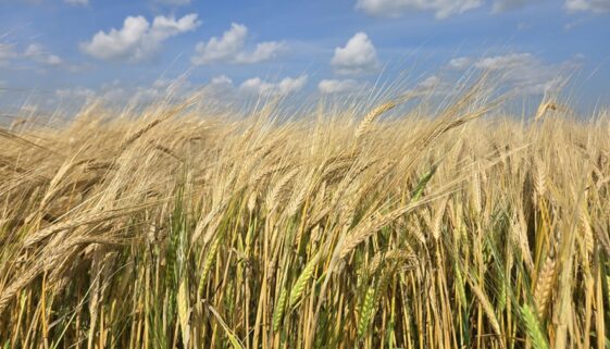 late tillers in ripe barley