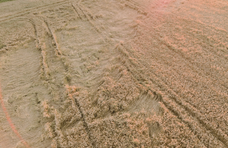 lodged cereal crop