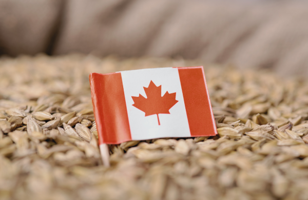 Canadian flag in barley seed