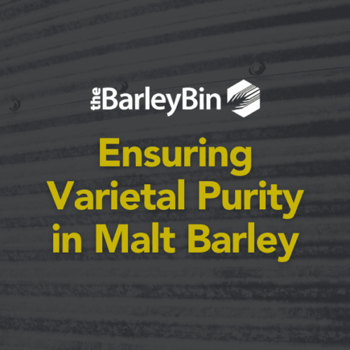 Ensuring Varietal Purity in Malt Barley