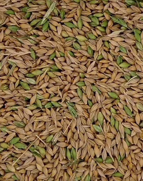green kernels in a barley sample