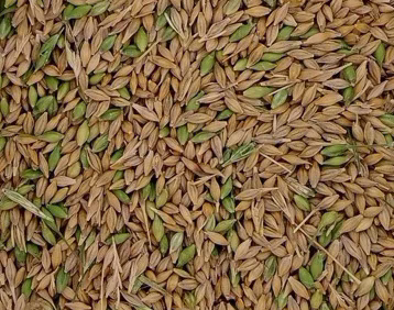 green kernels in a barley sample