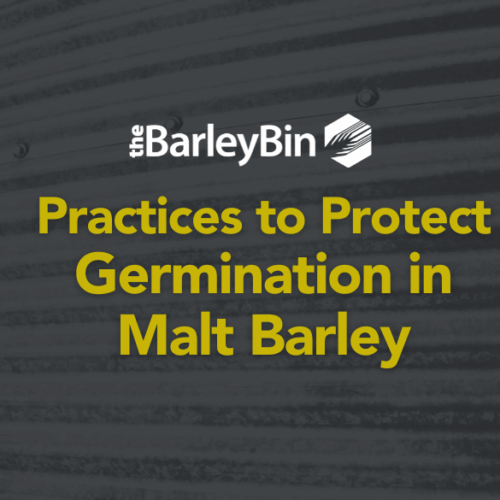 Practices to Protect Germination in Malt Barley