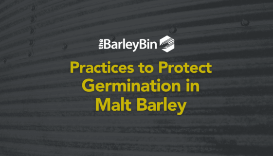 Practices to Protect Germination in Malt Barley